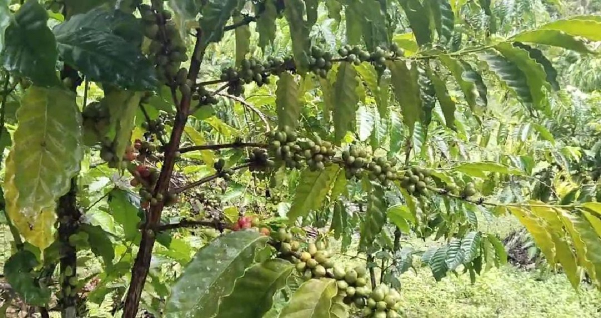 Wow! OKU Punya 17 Ribu Hektare Kebun Kopi, Hasilkan Ribuan Ton per Tahun