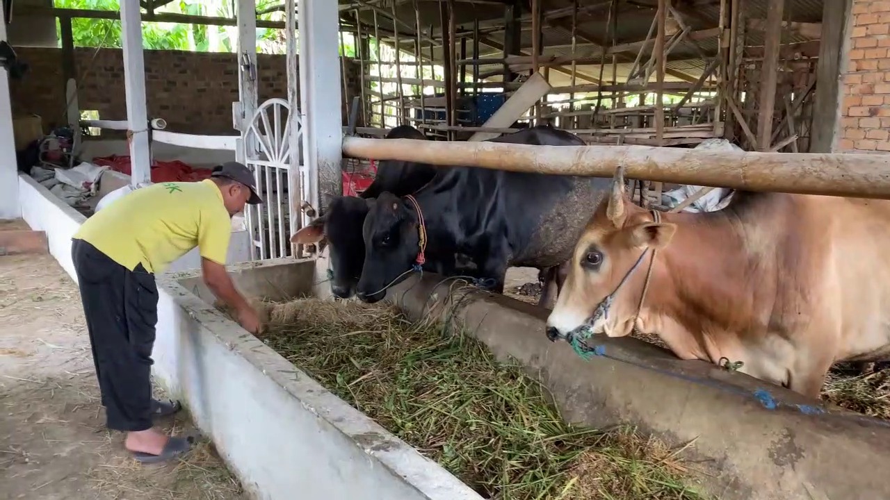 Pengawasan Hewan Kurban Jelang Idul Adha Diperketat di Sumsel