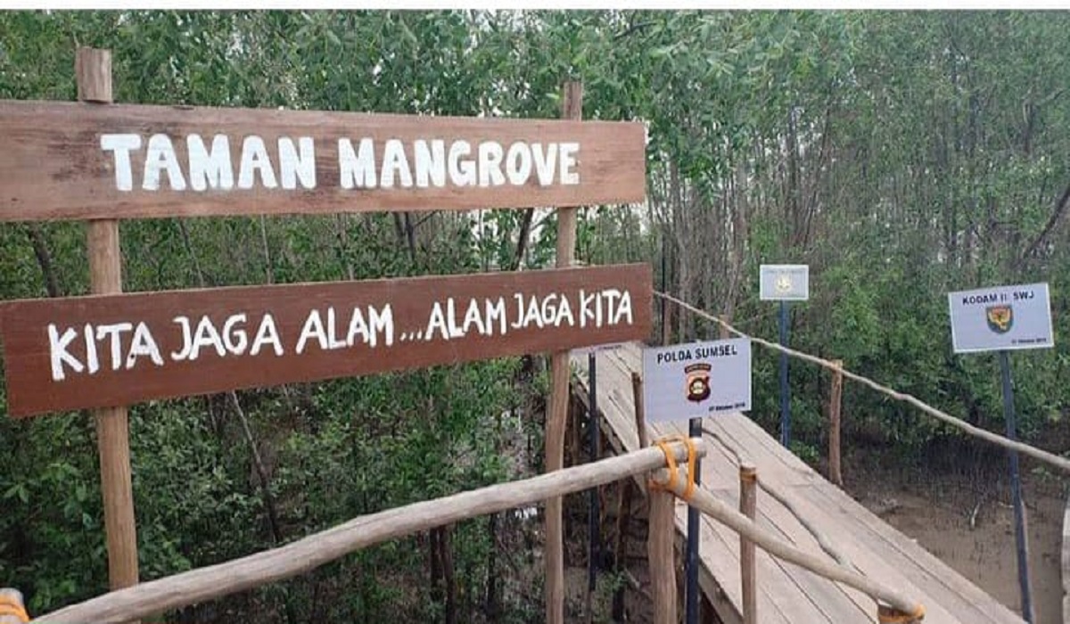 Hutan Mangrove Sungsang, Percontohan Pengelolaan Lestari untuk Kurangi Emisi Karbon di Indonesia