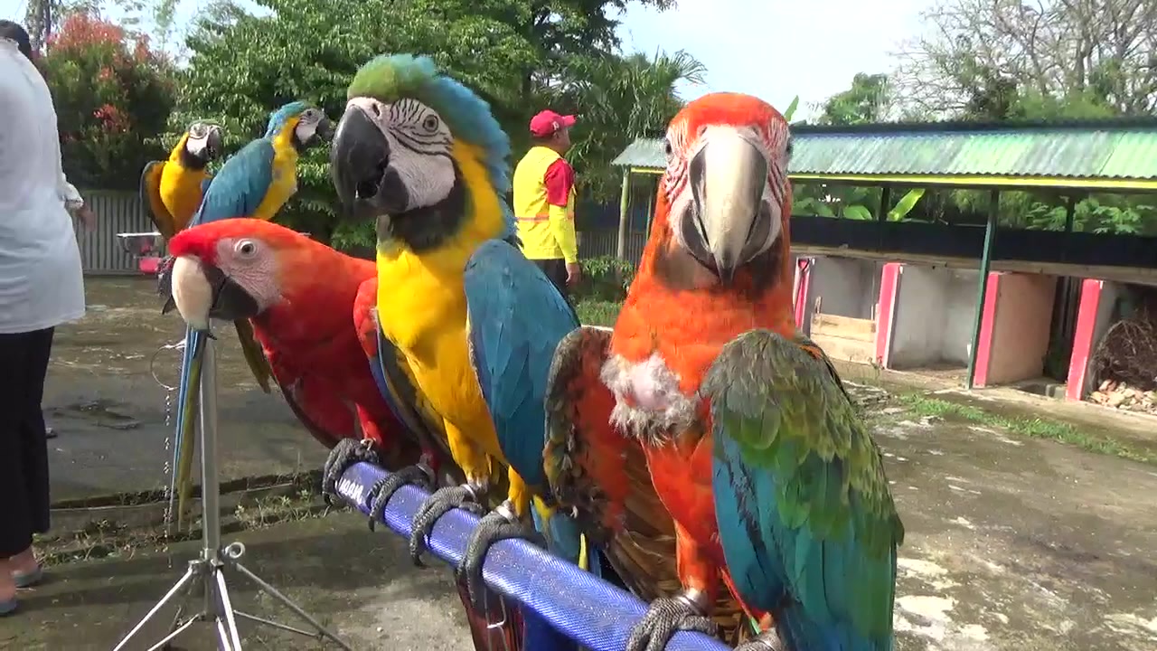 Burung Macaw, Burung Unik Mempesona dari Amerika Tengah