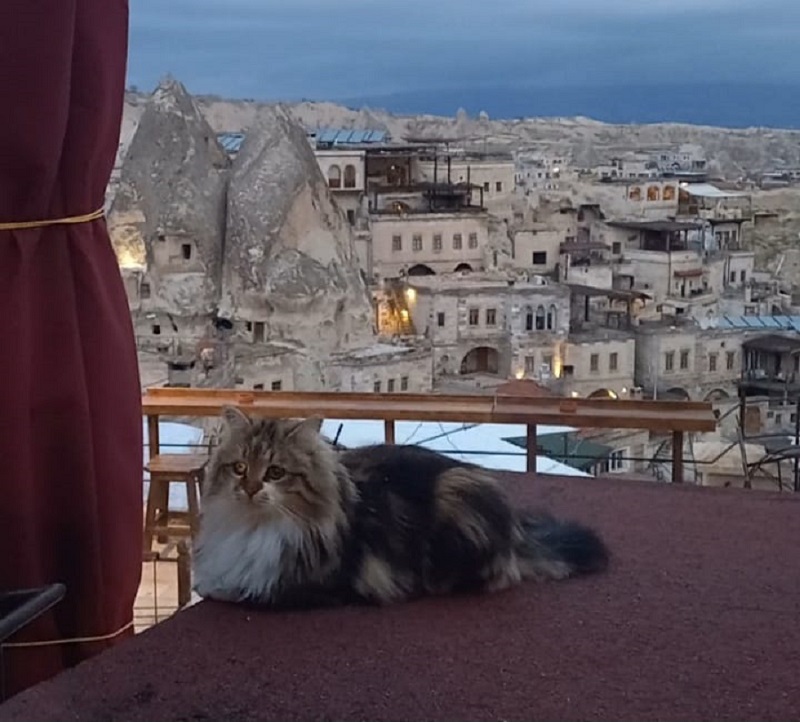 Kucing-Kucing Liar di Turki Kalau Pindah ke Indonesia Jadi Kucing Sultan