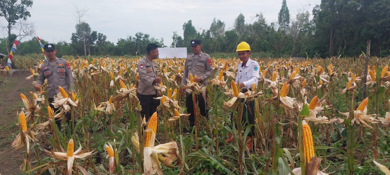 Warga Bersama Polsek Panen Raya Jagung satu hektar di Desa Lubuk Bandung