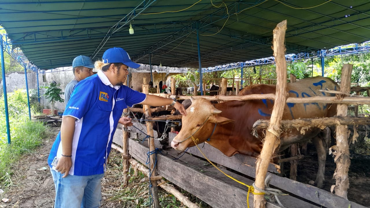 Sapi Simental berbobot 170 kg menjadi hewan kurban PALTV
