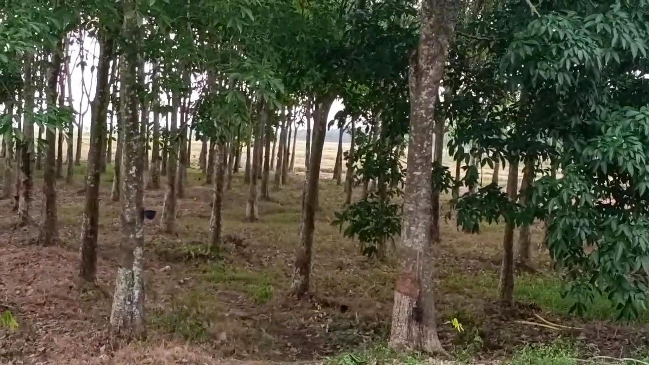 Permintaan Ban Meningkat, Harga Karet Sumsel Ikut Melonjak Naik