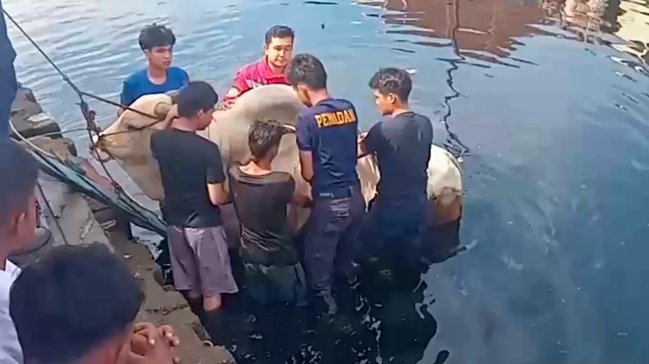 Sapi Kurban 700 Kilogram Tercebur ke Dam, Proses Evakuasi Dibantu Damkarmat Palembang Berlangsung Dramatis
