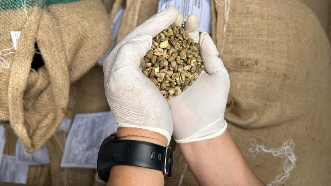 Kopi Robusta Pagaralam Dijamin Aman Masuk Australia