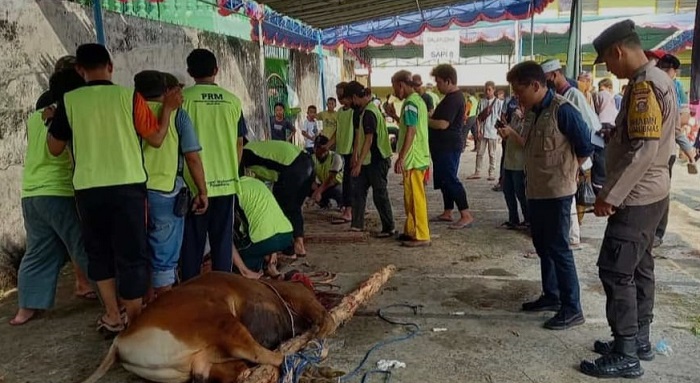 PDHI Sumatera Selatan Temukan Hewan Kurban Belum Cukup Umur