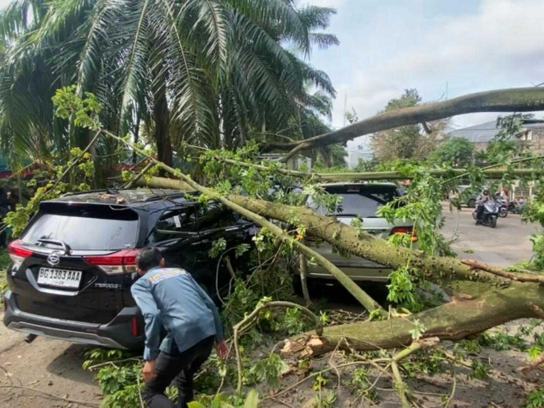 Pohon Tua Tumbang Geprek 3 Unit Mobil