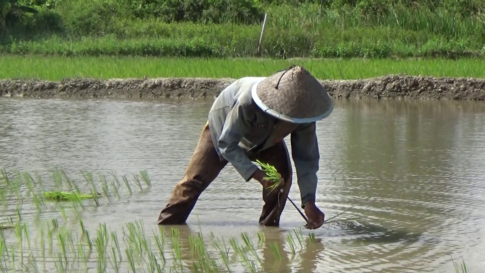 Sumsel Targetkan Cetak 48.000 Hektar Lahan Sawah Baru di 2025