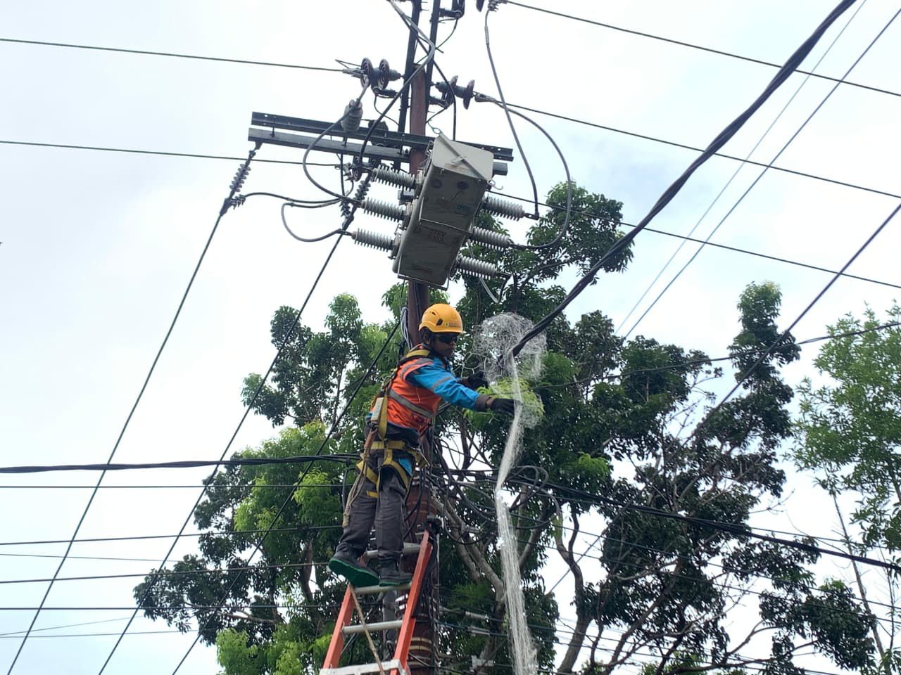 Strategi Preventif PLN Amankan Jaringan Listrik dari Potensi Gangguan Satwa di Bengkulu