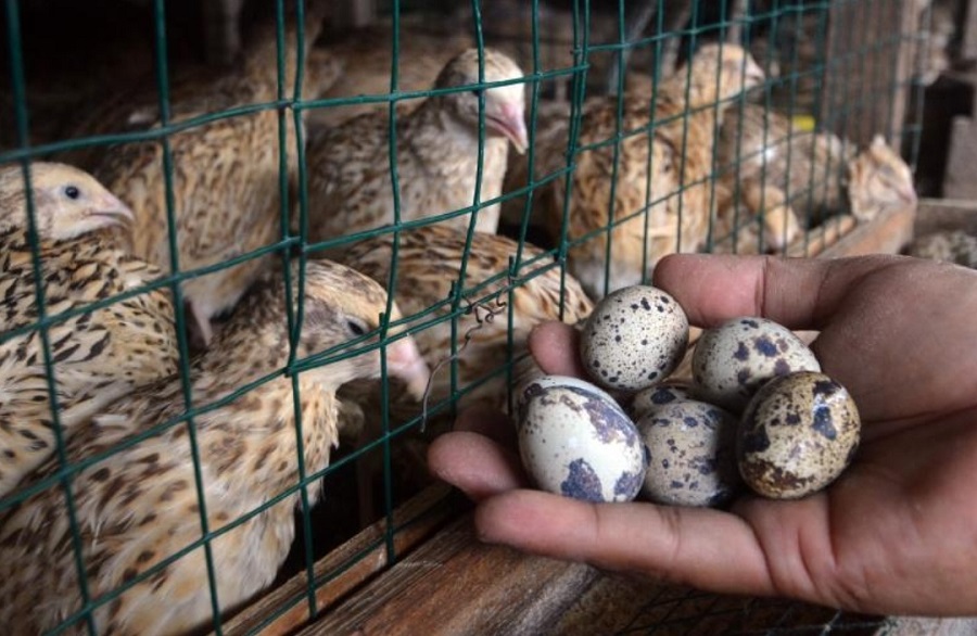 Usaha Burung Puyuh Mengalami Lonjakan Popularitas di Kalangan Peternak dan Konsumen