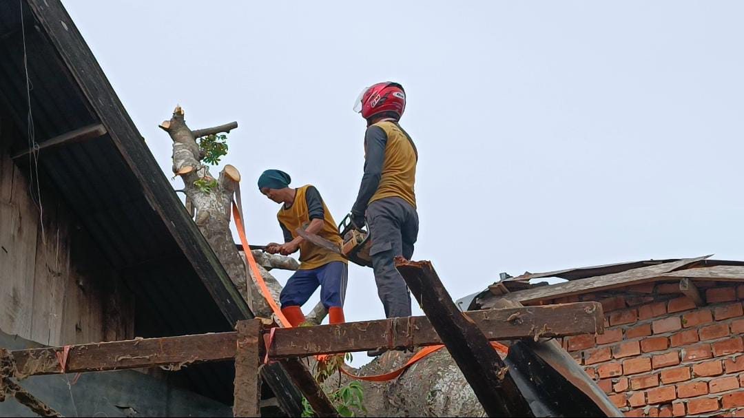Jalan Sempit dan Pemukiman Padat Penduduk sempat Menyulitkan Tim Evakuasi Pohon Kapuk Tumbang