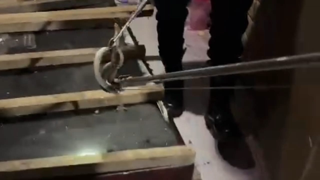 Ular Cobra Didalam Rumah Warga Berhasil Diamankan