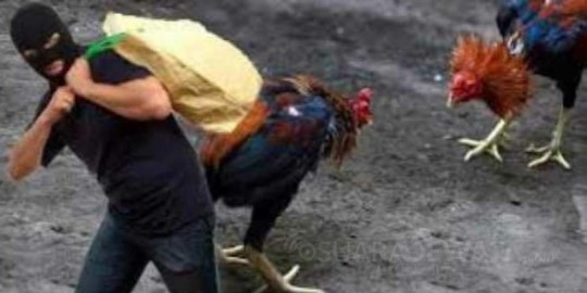 Viral di Medsos! Maling di Palembang Kembalikan Ayam Bangkok Hasil Curian