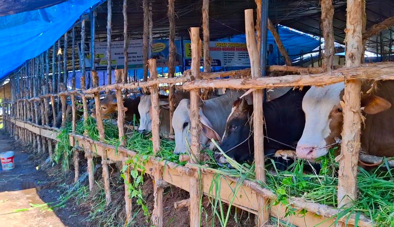 Ini Nih 2 Sapi Kurban Primadona Pembeli di Palembang Jelang Iduladha 1446 H