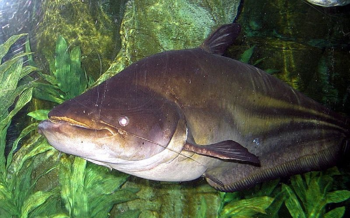 Ikan Tapah: Raksasa Sungai Indonesia yang Kaya Nutrisi dan Terancam Punah