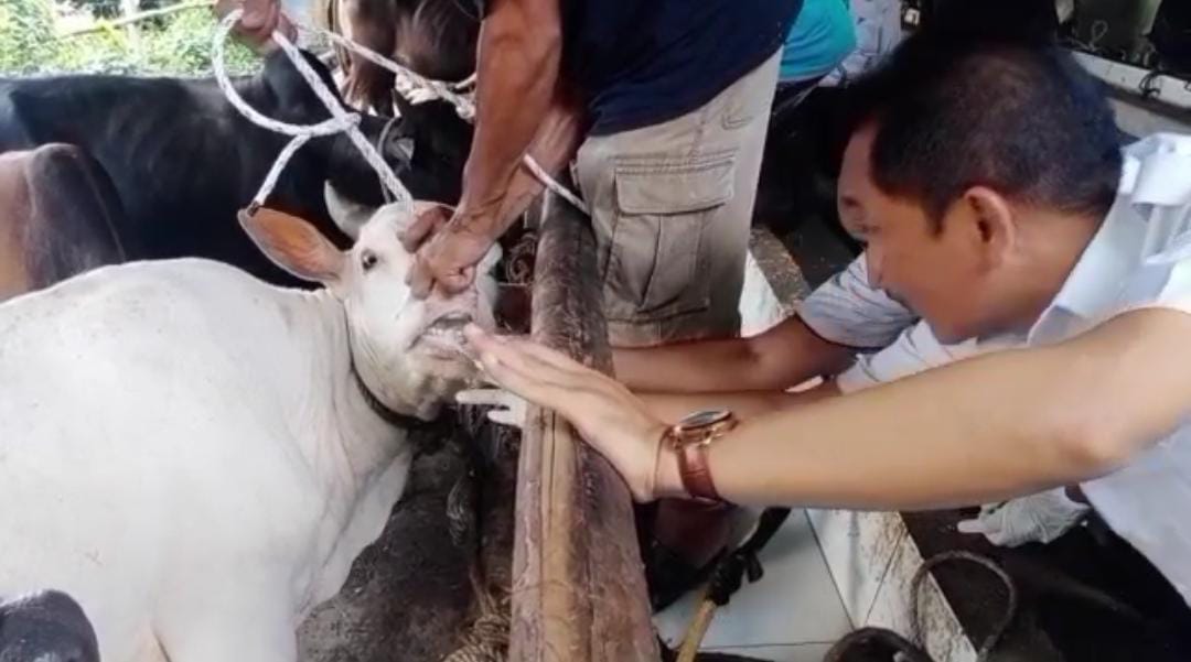TPHP Muba Sidak, Temukan Hewan Kurban Belum Cukup Umur