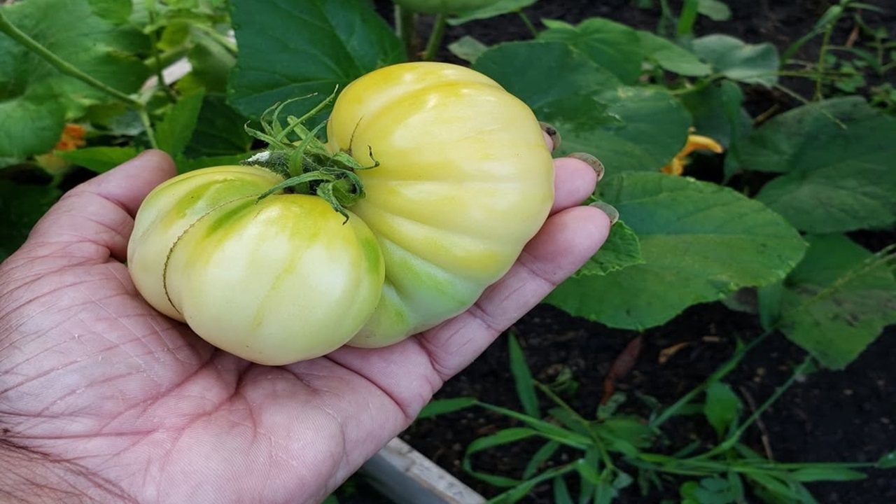 White Tomato: Jarang Digunakan, Padahal Ampuh Untuk Kesehatan Kulit