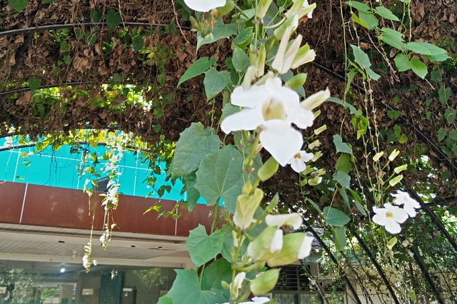 Bunga Thunbergia Putih, Tanaman Rambat yang Cantik Menarik Serangga dan Bermanfaat bagi Kesehatan