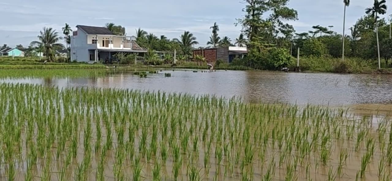 Sawah Tergenang Akibat Hujan Lebat, Petani Palembang Hadapi Risiko Gagal Tanam
