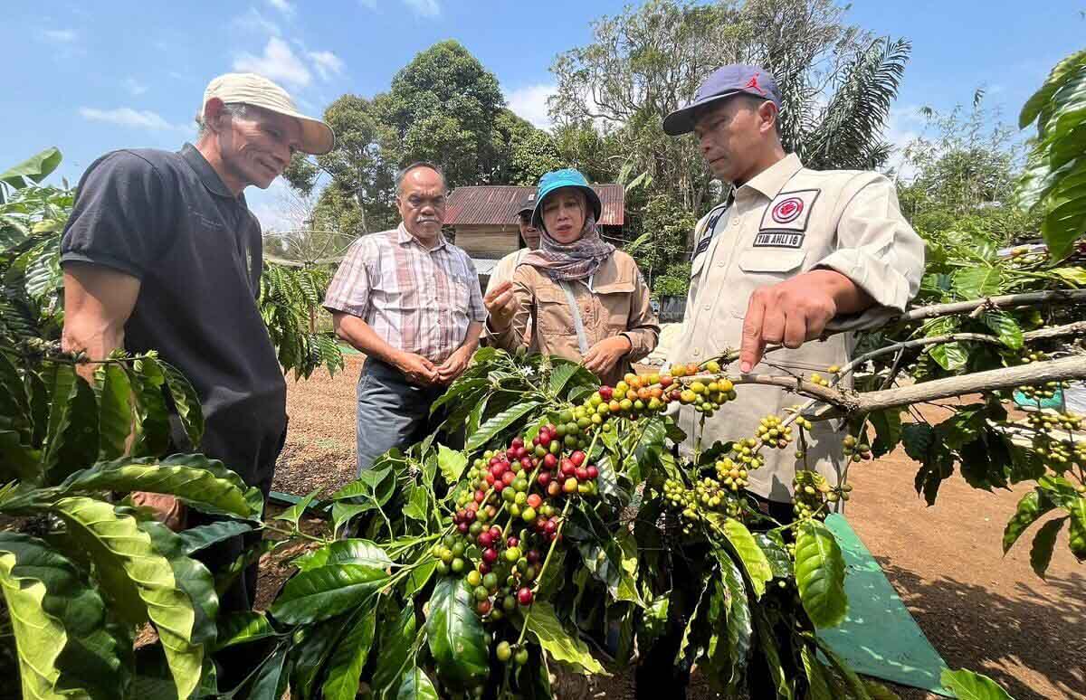 Sah! Ditjen KI Kemenkumham Tetapkan Kopi Robusta Lahat Sebagai Indikasi Geografis 