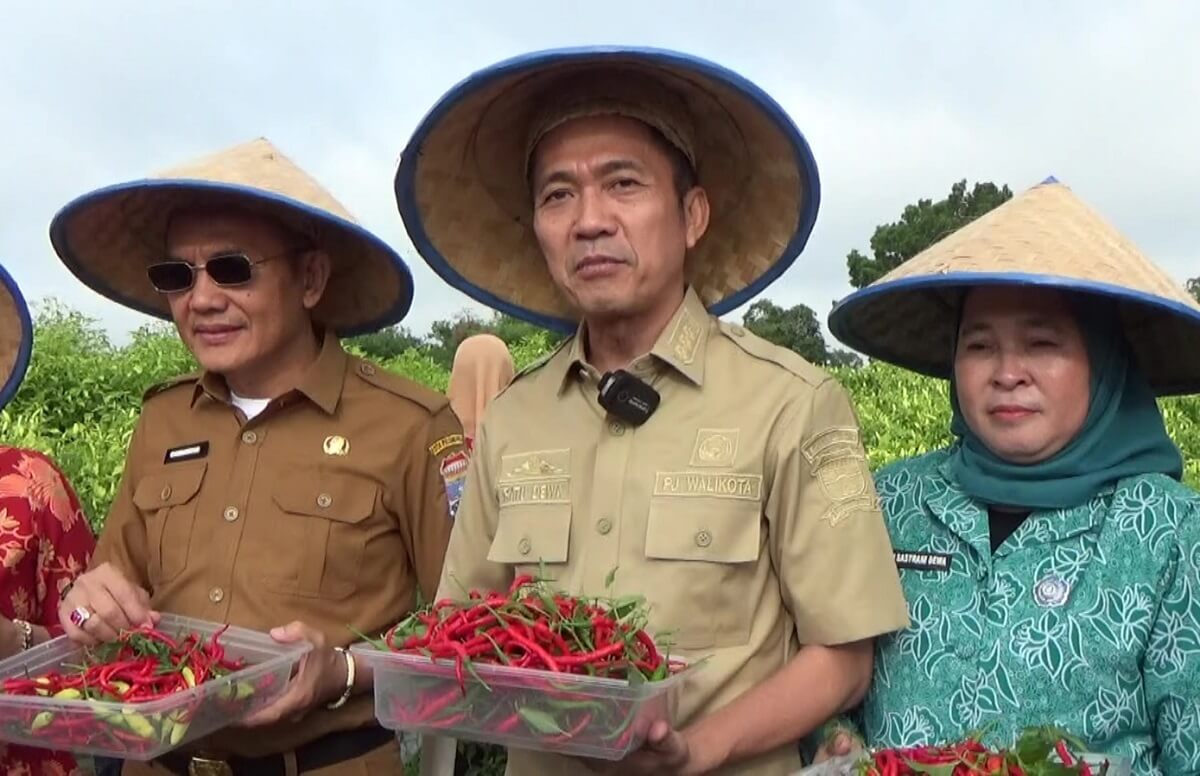 Kendalikan Inflasi Akhir Tahun, Pj Walikota Palembang Panen Cabai