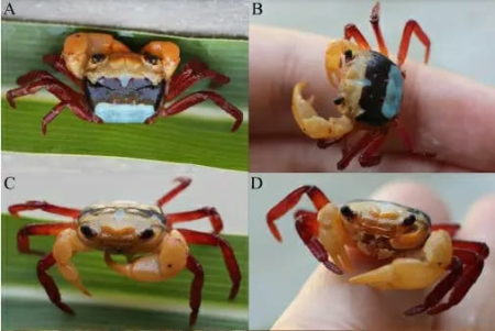 Kepiting Mungil Tiga Warna Ditemukan Kembali di Kalimantan Barat Setelah 104 Tahun