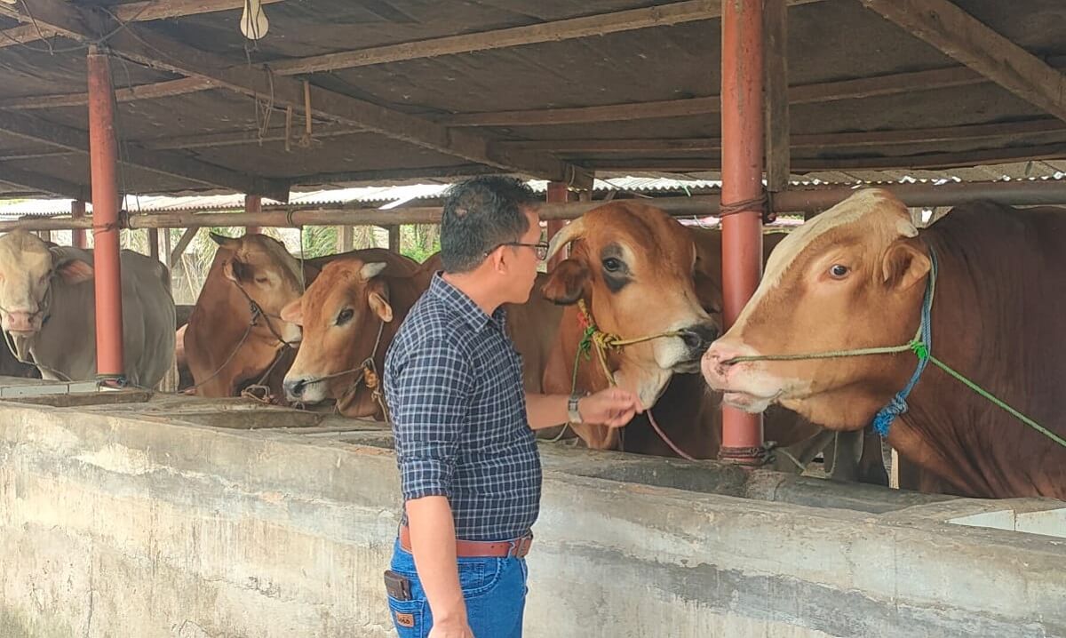 Pemkab OKI Distribusikan 3 Ekor Sapi Kurban ke 3 Masjid