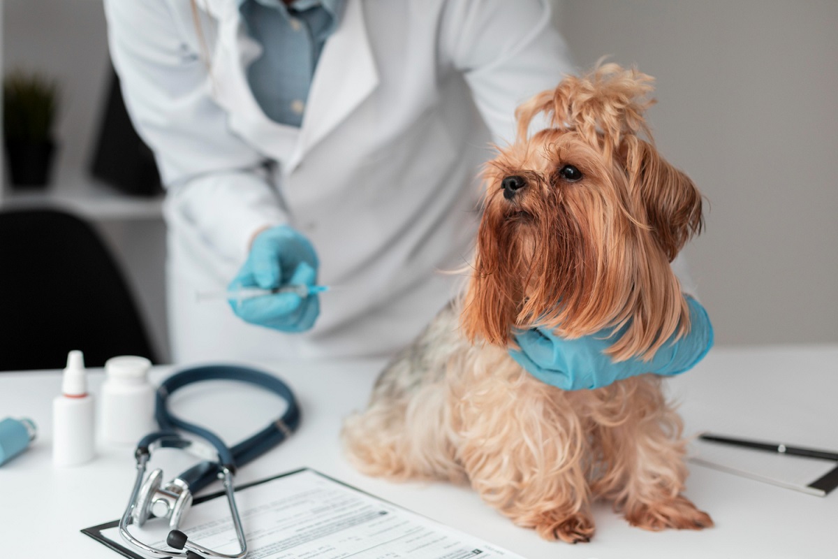 Dokter Gunakan Cetakan 3D Sekrup Tulang Belakang untuk Selamatkan Nyawa Seekor Anak Anjing Imut