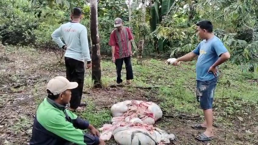 Peternak Banyuasin Ketakutan, Pencurian Sapi dengan Modus Penjagalan Kian Meresahkan