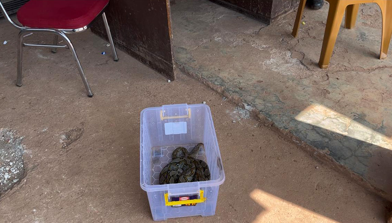 Sigap Evakuasi Ular Piton Masuk ke Rumah, Petugas Damkar PALI Dapat Apresiasi Warga