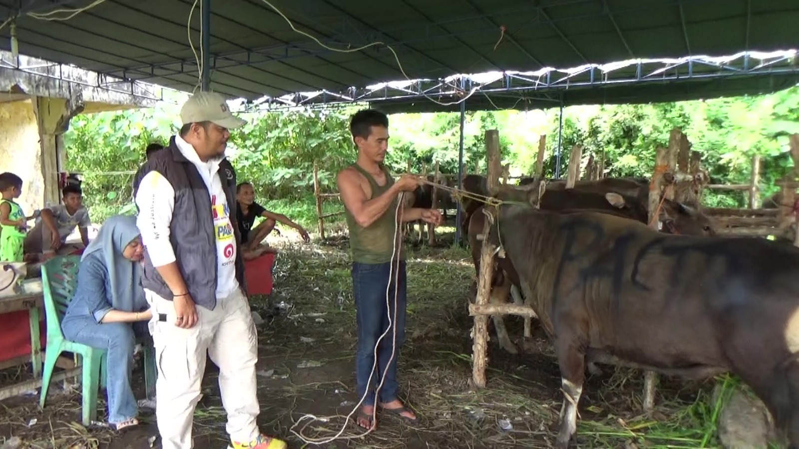 Jelang Idul Adha, PALTV Persiapkan 1 Ekor Sapi Kurban