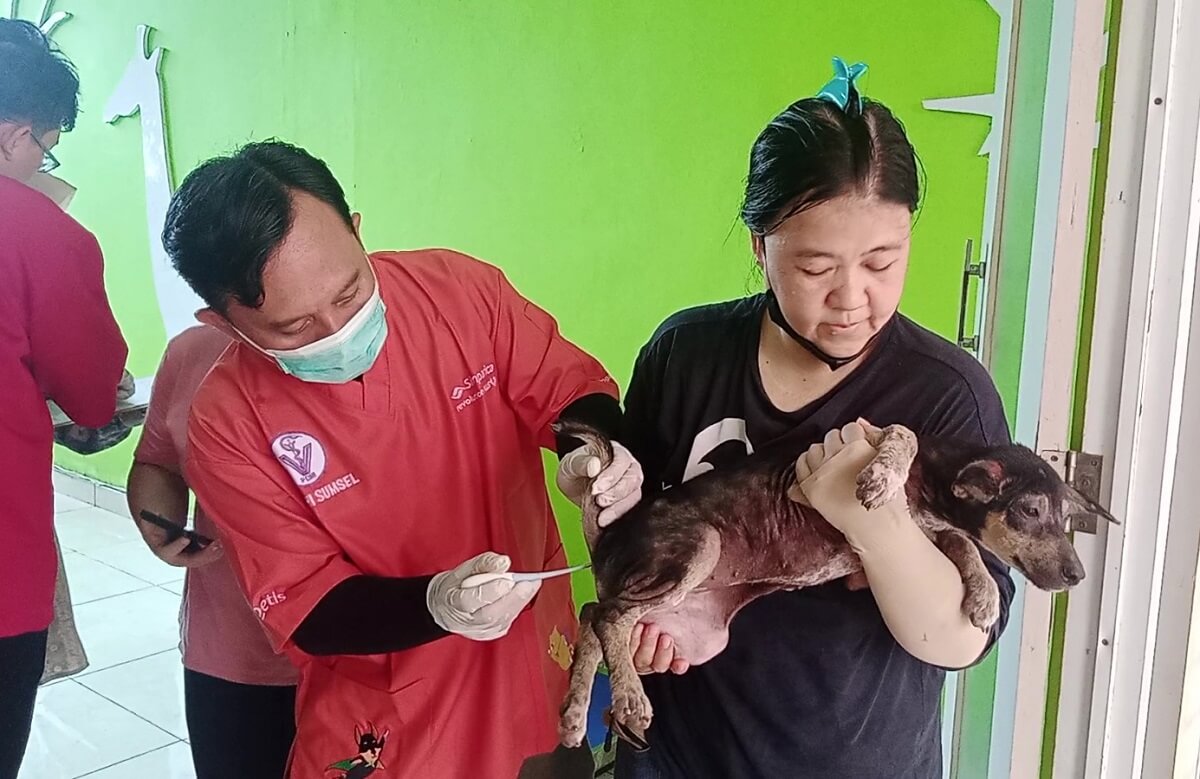 Gencarkan Vaksinasi Rabies dan Sterilisasi untuk Kendalikan Populasi Anjing di Sumatera Selatan