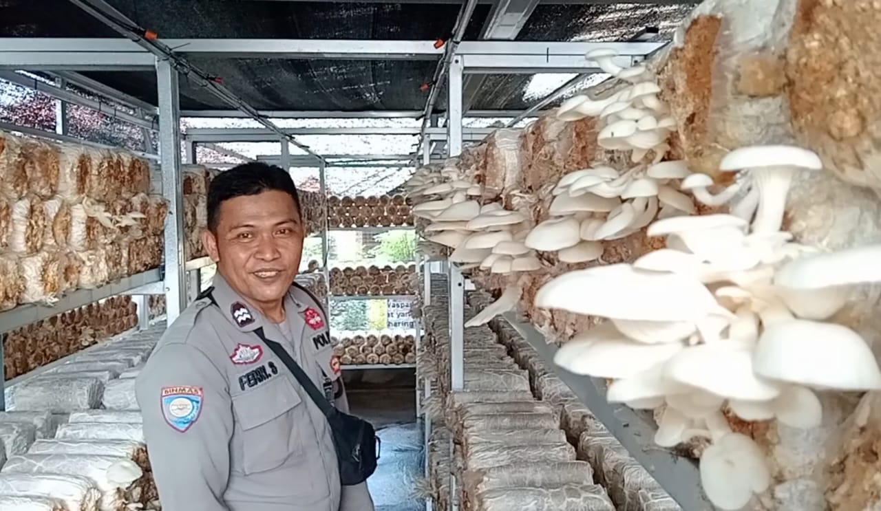 Mang Bhabin Lawang Kidul Budidaya Jamur Tiram dan Cemilan