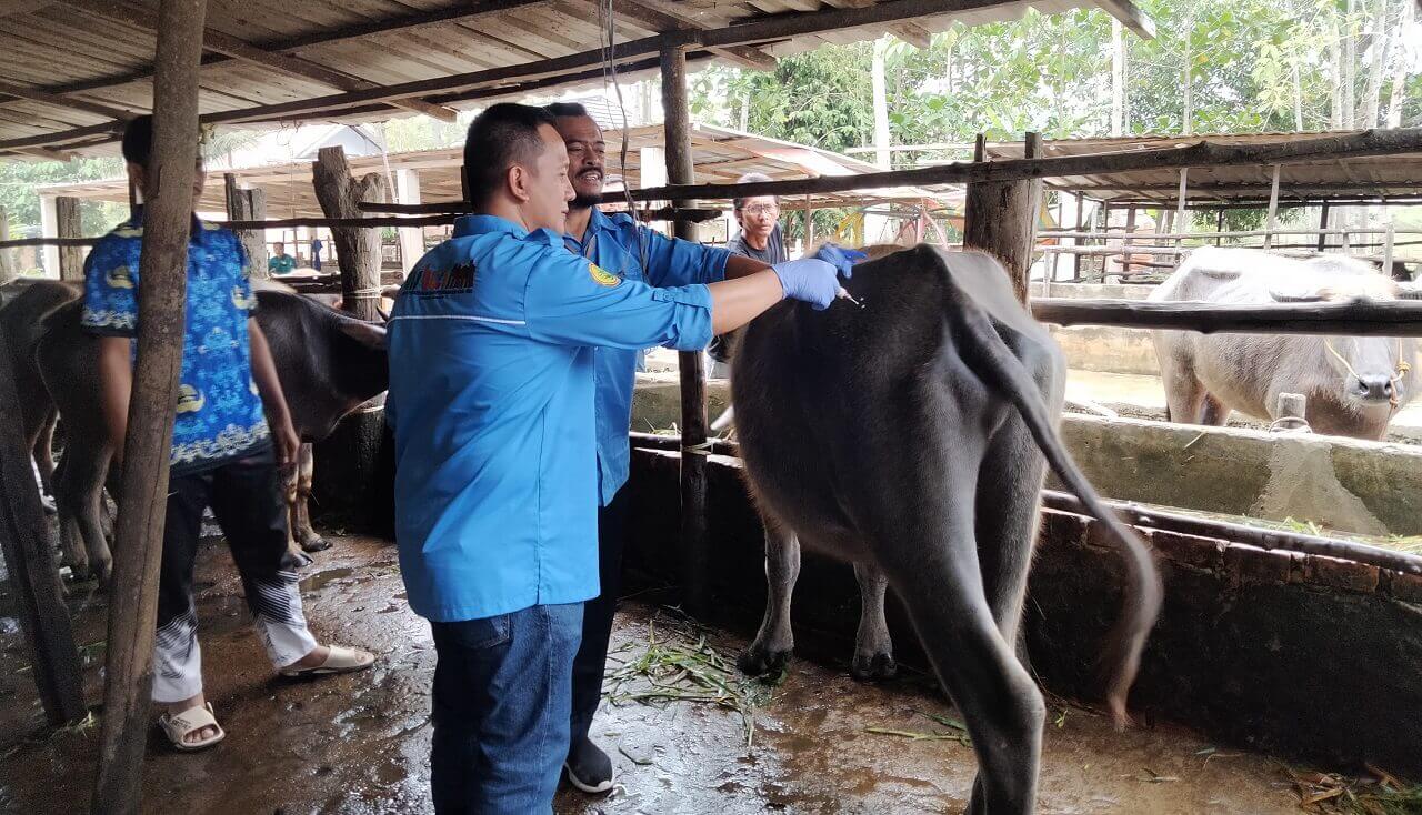 Ini Langkah Disbunak OKI Selamatkan Kerbau Pampangan dari Kepunahan