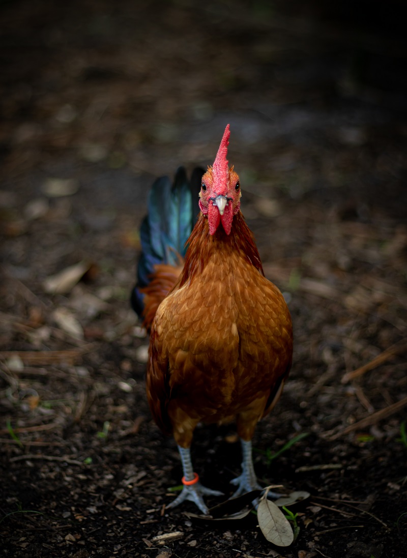 Mitos Masyarakat Sumsel : Ayam Berkokok Tengah Malam Pertanda Ada Gadis Hamil di Luar Nikah.