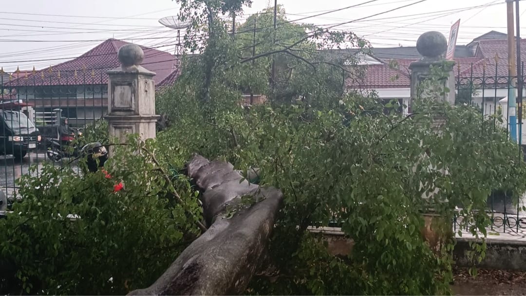 Pohon Tumbang di Halaman Parkir Pengadilan Negeri Tumbang Akibat Hujan Deras dan Angin Kecang