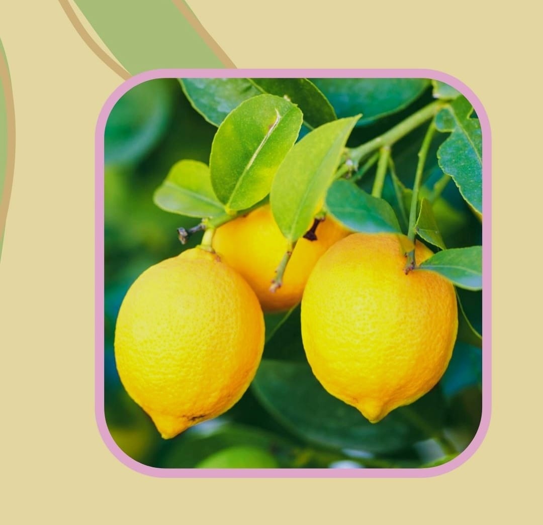 Wow! Ternyata Kulit Jeruk Lemon Sangat Berkhasiat dan Banyak Keutamaan Kulit Jeruk Lemon untuk Kesehatan