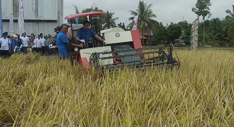 BBM Naik, Harga Sewa Traktor Panen Beratkan Petani di Desa Tanjung Jati