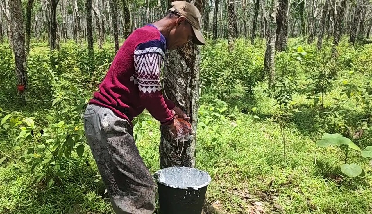 Kabar Baik untuk Petani di Sumsel! Harga Karet Naik, Tapi Ada Peringatan yang Tak Boleh Diabaikan