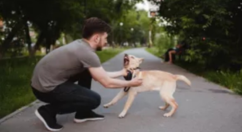 Mencegah Rabies pada Hewan Peliharaan, Perlindungan Utama untuk Keselamatan Binatang Kesayangan Kita