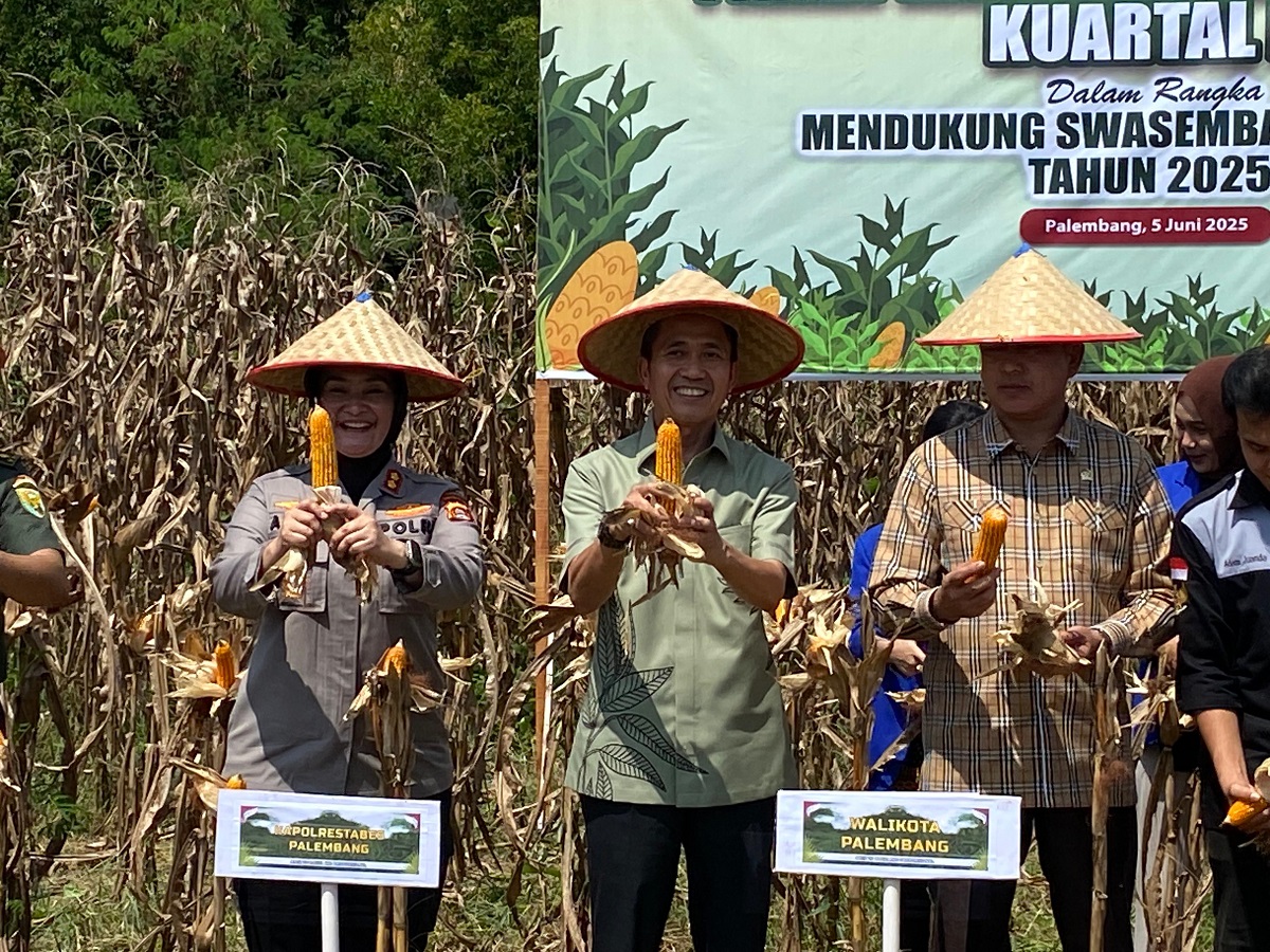 Ratu Dewa Ikuti Panen Raya Jagung Serentak Dukung Swasembada Pangan