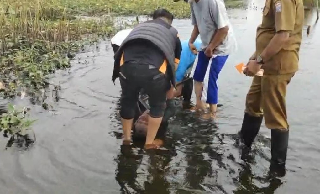 Warga Padi Jaya Plaju Darat Digegerkan dengan Penemuan Sesosok Mayat Pria Paruh Baya Terlentang di Rawa-rawa