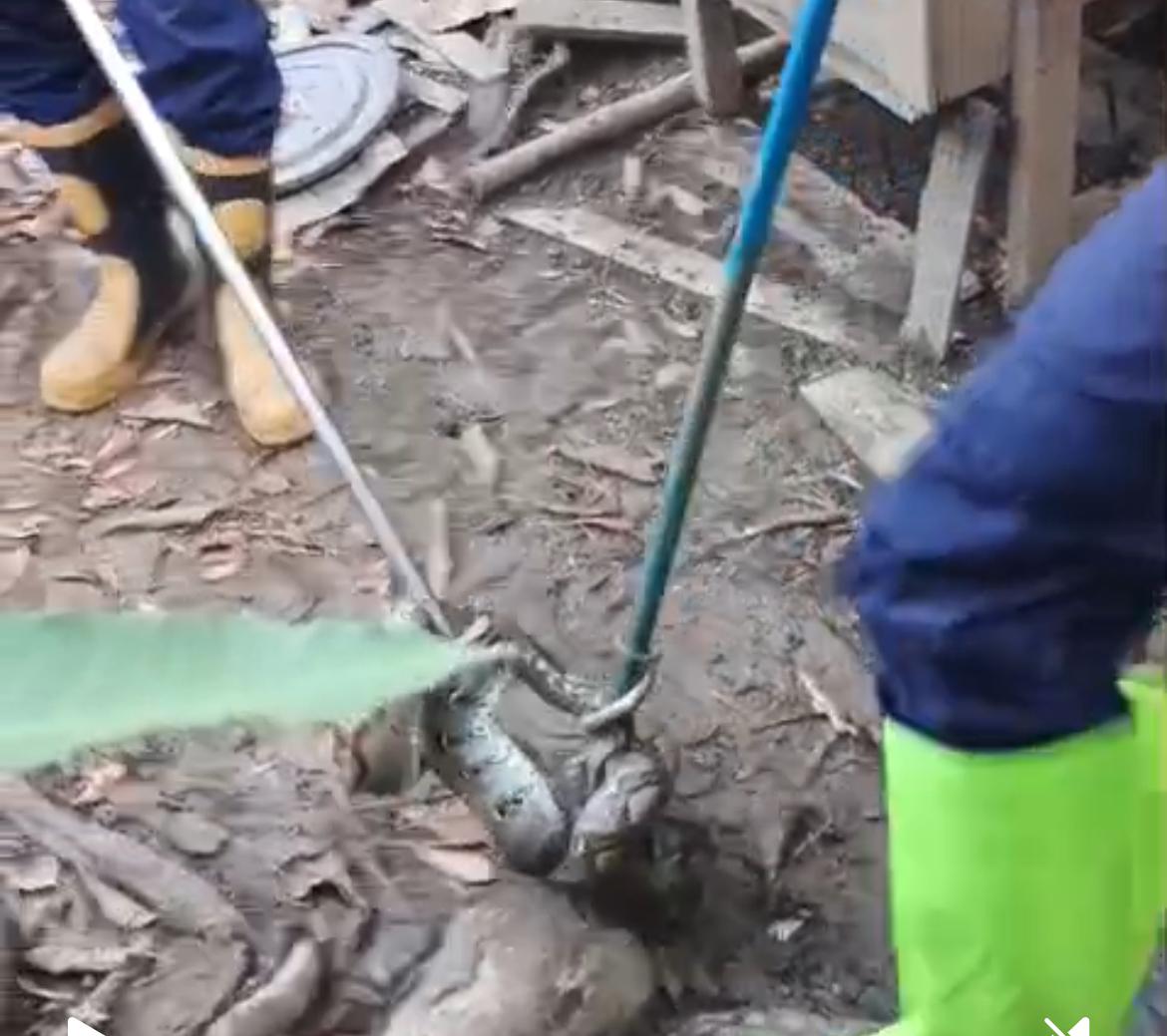 Petugas Damkar PALI Tangkap Ular Sanca 3 Meter di Kandang Ayam Warga