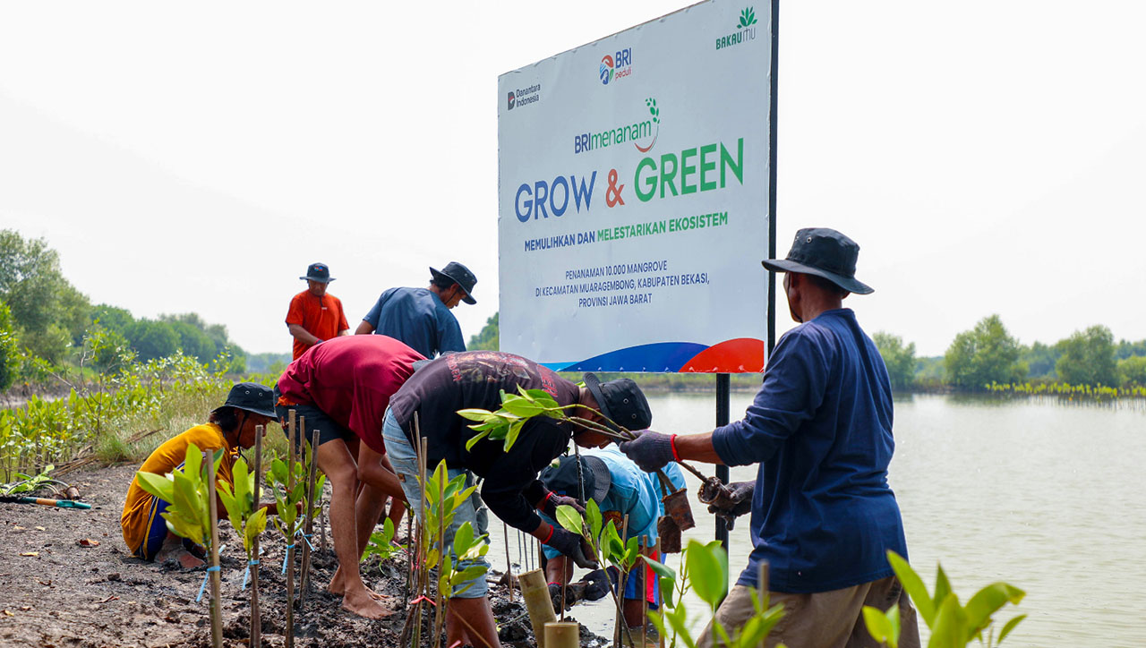 Hari Mangrove Sedunia: Komitmen BRI Kian Tegas Selamatkan Lingkungan Melalui Perbaikan Ekosistem Pesisir