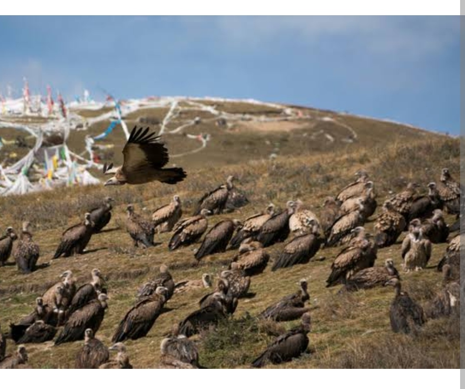 Ritual Unik Pemakaman Langit di Tibet, Jenazah Menjadi Santapan Burung