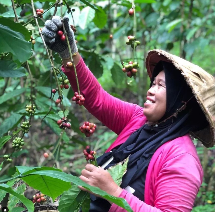 Kopi Pagaralam: Kelezatan dengan Sentuhan Dataran Tinggi Sumatera Selatan