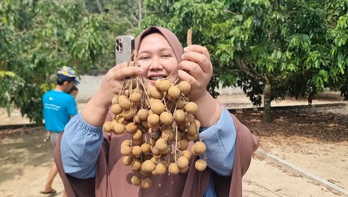 Kelengkeng Desa Trikarya Belitang 3 Dagingnya Tebal Bijinya Kecil Beraroma Durian