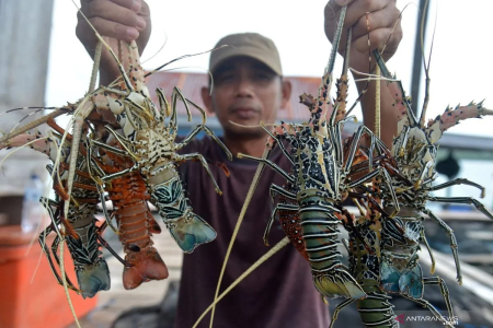 Indonesia Gandeng Vietnam Jadi Pemain Lobster Dunia