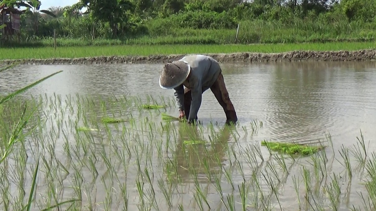 Memasuki Musim Kemarau Petani di Gandus Mulai Menanam Padi